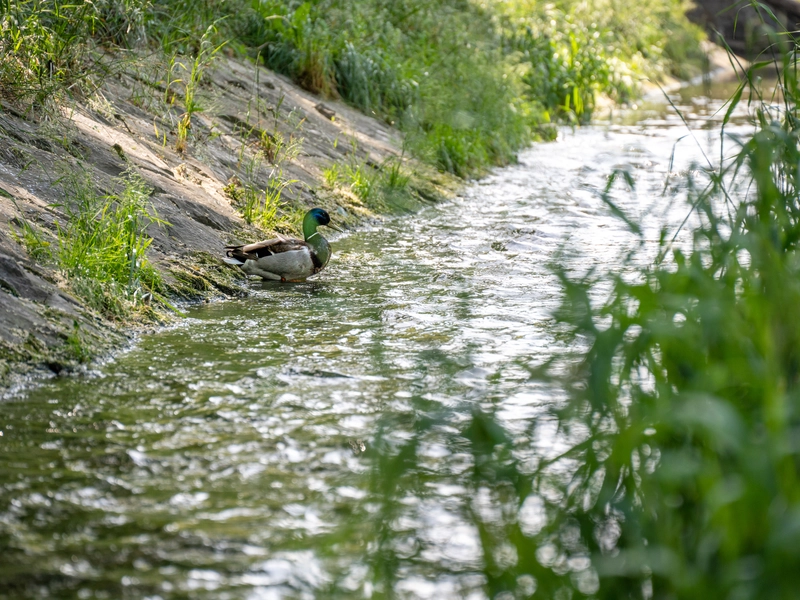 Kurzwege und Naturidylle: Die ideale Lage von LIESING GARDENS
