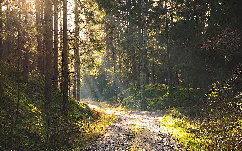 Ein sonnendurchfluteter Waldweg führt durch dichten, grünen Mischwald.