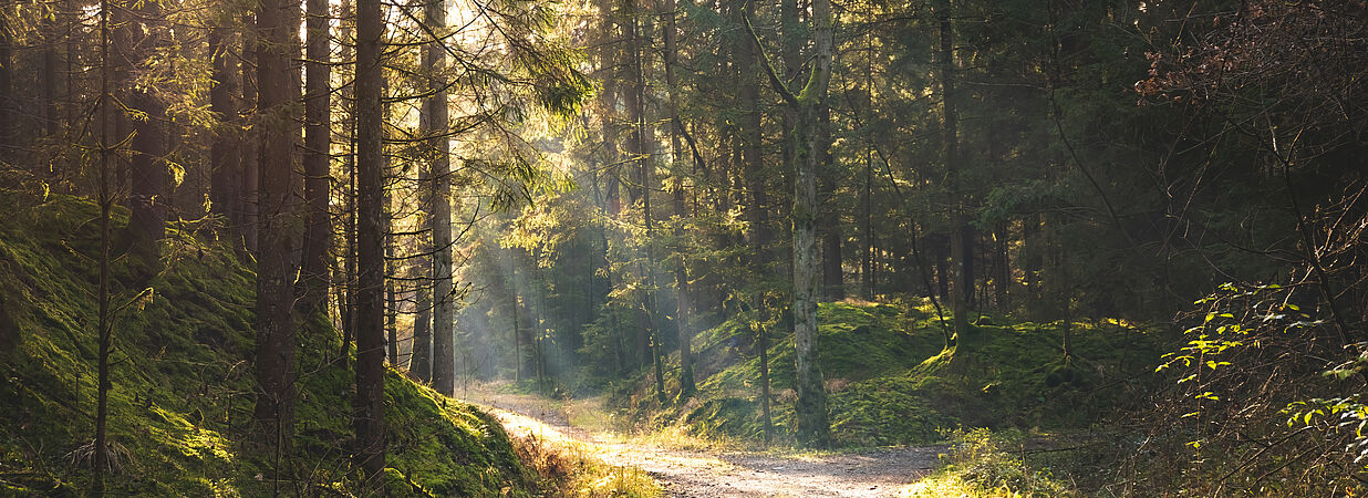 Ein sonnendurchfluteter Waldweg führt durch dichten, grünen Mischwald.