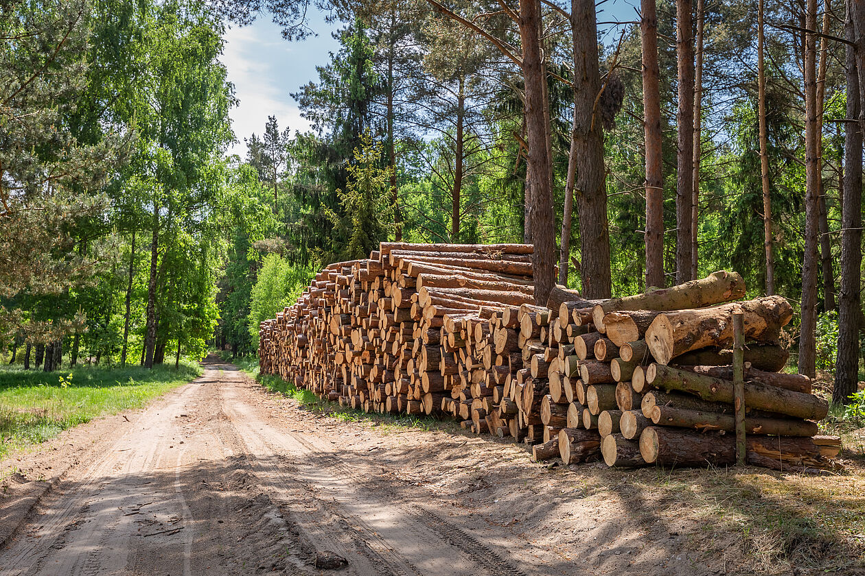 Gestapelte Baumstämme liegen entlang eines Forstwegs im bewirtschafteten Wald.