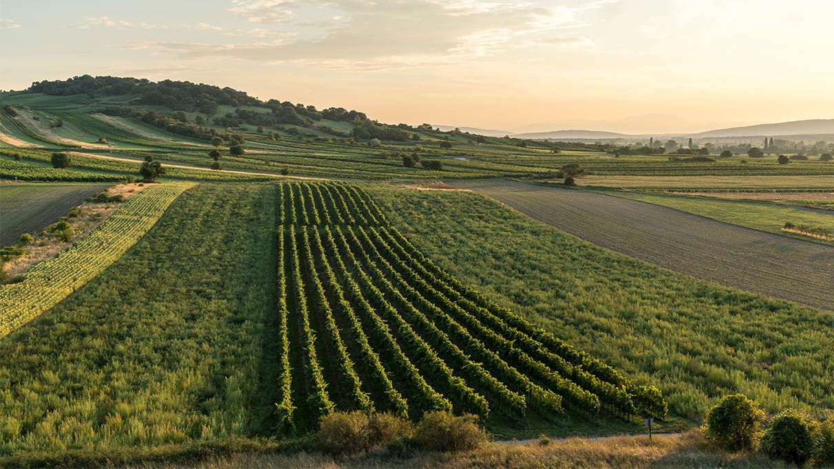 grünes Feld